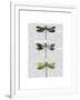 Dragonflies Print 2-Fab Funky-Framed Art Print