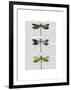 Dragonflies Print 2-Fab Funky-Framed Art Print