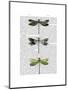 Dragonflies Print 2-Fab Funky-Mounted Art Print