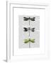 Dragonflies Print 2-Fab Funky-Framed Art Print