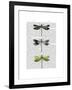Dragonflies Print 2-Fab Funky-Framed Art Print