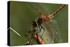 Dragonflies-Gordon Semmens-Stretched Canvas