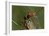 Dragonflies-Gordon Semmens-Framed Photographic Print