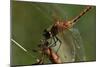 Dragonflies-Gordon Semmens-Mounted Photographic Print