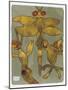 Dragonfly and Friends 16-Maria Pietri Lalor-Mounted Giclee Print