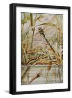 Dragonfly and Mayfly, Illustration from 'Stories of Insect Life' by William J. Claxton, 1912-Louis Fairfax Muckley-Framed Giclee Print