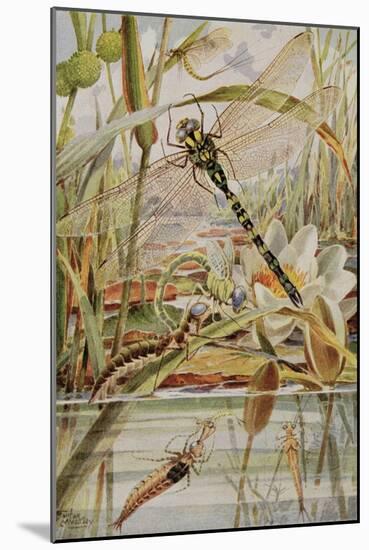 Dragonfly and Mayfly, Illustration from 'Stories of Insect Life' by William J. Claxton, 1912-Louis Fairfax Muckley-Mounted Giclee Print