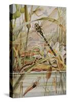 Dragonfly and Mayfly, Illustration from 'Stories of Insect Life' by William J. Claxton, 1912-Louis Fairfax Muckley-Stretched Canvas