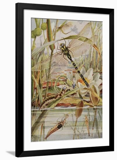 Dragonfly and Mayfly, Illustration from 'Stories of Insect Life' by William J. Claxton, 1912-Louis Fairfax Muckley-Framed Giclee Print