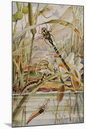 Dragonfly and Mayfly, Illustration from 'Stories of Insect Life' by William J. Claxton, 1912-Louis Fairfax Muckley-Mounted Giclee Print