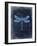 Dragonfly Blue 1-Kimberly Allen-Framed Art Print