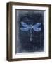 Dragonfly Blue 1-Kimberly Allen-Framed Art Print