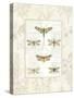 Dragonfly Botanical-Sue Schlabach-Stretched Canvas