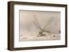 Dragonfly, Chobe National Park, Botswana-Paul Souders-Framed Photographic Print
