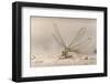 Dragonfly, Chobe National Park, Botswana-Paul Souders-Framed Photographic Print