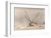 Dragonfly, Chobe National Park, Botswana-Paul Souders-Framed Photographic Print