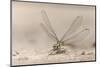 Dragonfly, Chobe National Park, Botswana-Paul Souders-Mounted Photographic Print