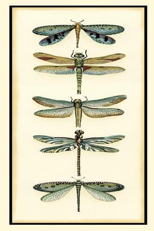 https://imgc.allpostersimages.com/img/posters/dragonfly-collector-i_u-L-Q1IJ1950.jpg?artPerspective=n