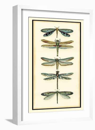 Dragonfly Collector I-Chariklia Zarris-Framed Art Print