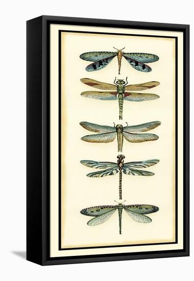 Dragonfly Collector I-Chariklia Zarris-Framed Stretched Canvas