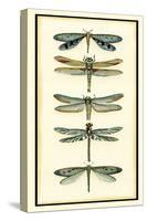 Dragonfly Collector I-Chariklia Zarris-Stretched Canvas