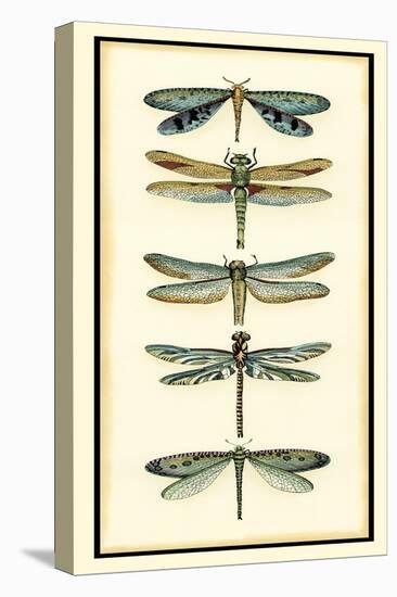 Dragonfly Collector I-Chariklia Zarris-Stretched Canvas