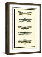 Dragonfly Collector II-Chariklia Zarris-Framed Art Print