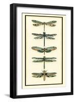 Dragonfly Collector II-Chariklia Zarris-Framed Art Print