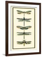 Dragonfly Collector II-Chariklia Zarris-Framed Art Print