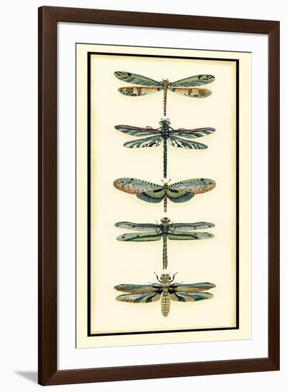 Dragonfly Collector II-Chariklia Zarris-Framed Art Print