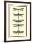 Dragonfly Collector II-Chariklia Zarris-Framed Art Print