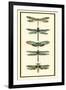 Dragonfly Collector II-Chariklia Zarris-Framed Art Print