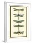 Dragonfly Collector II-Chariklia Zarris-Framed Art Print