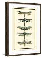 Dragonfly Collector II-Chariklia Zarris-Framed Art Print