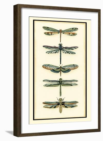 Dragonfly Collector II-Chariklia Zarris-Framed Art Print