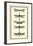 Dragonfly Collector II-Chariklia Zarris-Framed Art Print