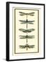 Dragonfly Collector II-Chariklia Zarris-Framed Art Print