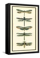 Dragonfly Collector II-Chariklia Zarris-Framed Stretched Canvas