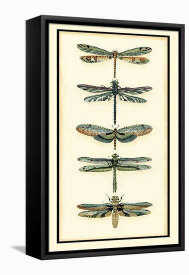 Dragonfly Collector II-Chariklia Zarris-Framed Stretched Canvas