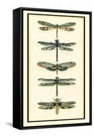 Dragonfly Collector II-Chariklia Zarris-Framed Stretched Canvas