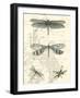 Dragonfly Delight II-null-Framed Art Print