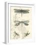 Dragonfly Delight II-null-Framed Art Print