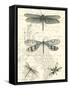 Dragonfly Delight II-null-Framed Stretched Canvas