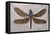 Dragonfly Fossil Eocene 53 MYA-null-Framed Stretched Canvas