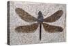 Dragonfly Fossil Eocene 53 MYA-null-Stretched Canvas