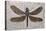 Dragonfly Fossil Eocene 53 MYA-null-Stretched Canvas