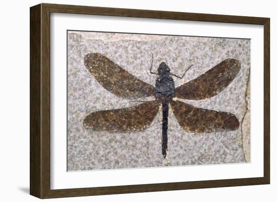 Dragonfly Fossil Eocene 53 MYA-null-Framed Photographic Print