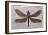 Dragonfly Fossil Eocene 53 MYA-null-Framed Photographic Print