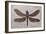 Dragonfly Fossil Eocene 53 MYA-null-Framed Photographic Print