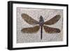 Dragonfly Fossil Eocene 53 MYA-null-Framed Photographic Print